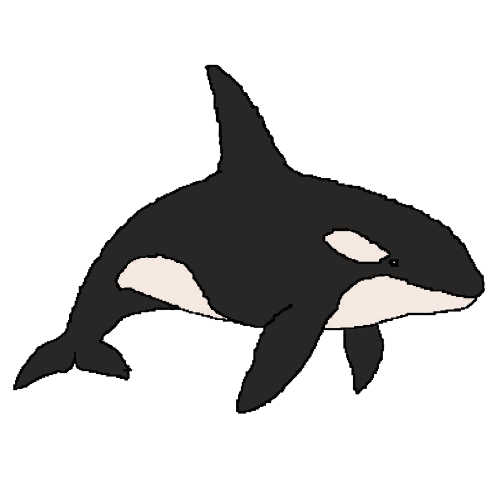 Archive illustration of Luna (L98), Southern resident killer whale.