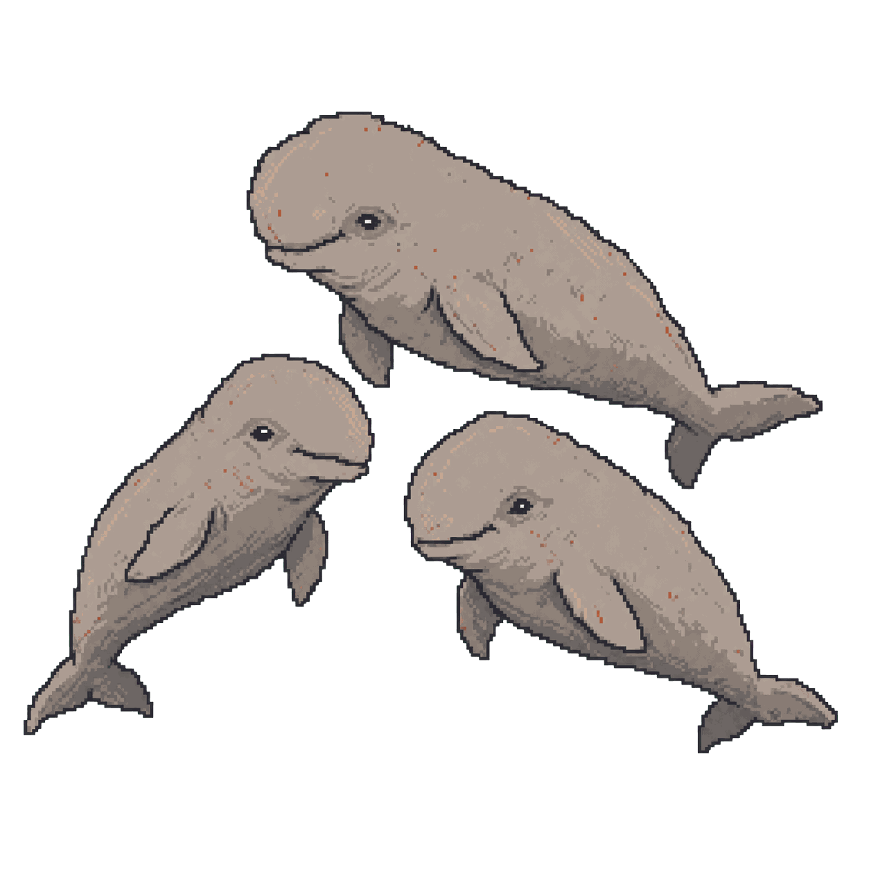 Archive illustration of Madagascar melon-headed whales, Melon-headed whales.