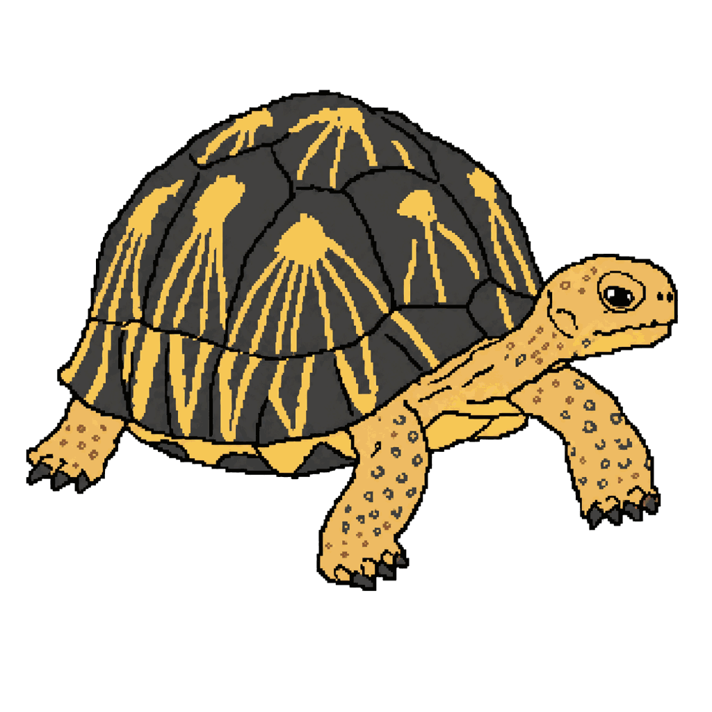 Archive illustration of The Toliara trafficked tortoises, Radiated tortoises.