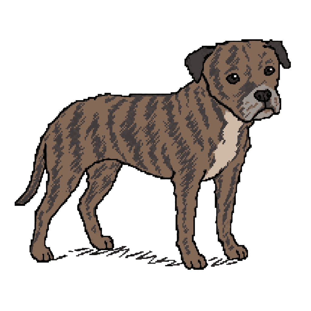 Archive illustration of The Mauchline brindle dog, Domestic dog.