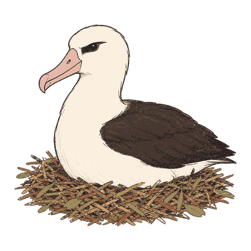 Archive portrait of Laysan albatross, Laysan albatross.