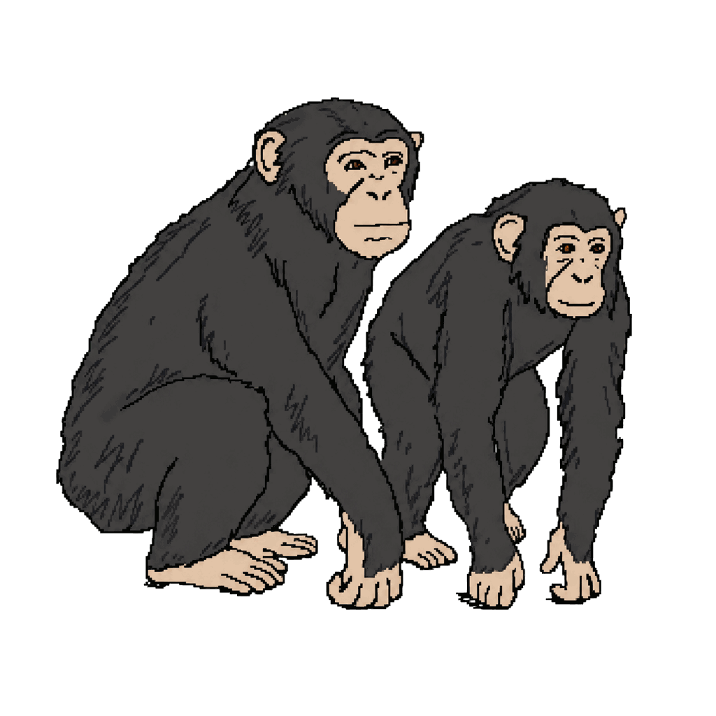 Archive illustration of Mike and Karibuna, Chimpanzees.