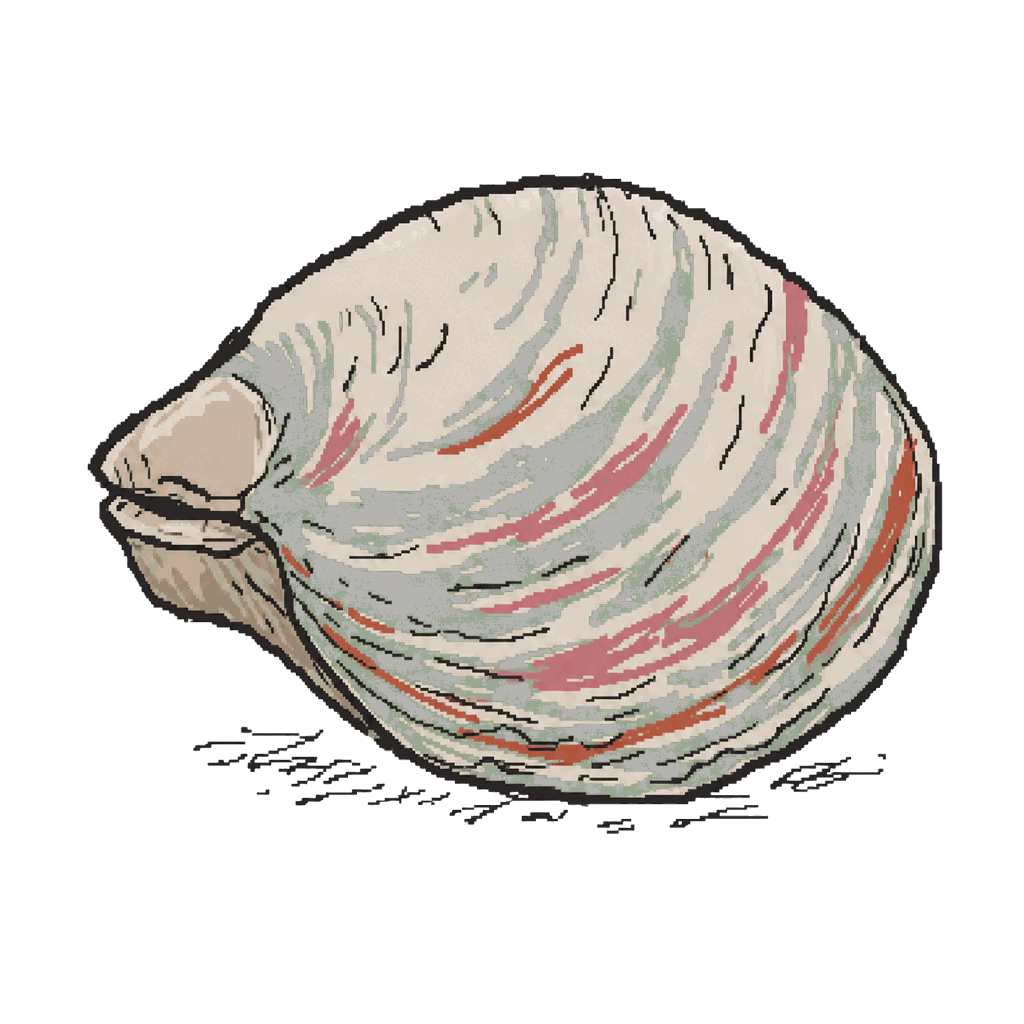Archive illustration of Ming / Hafrún, Ocean quahog.