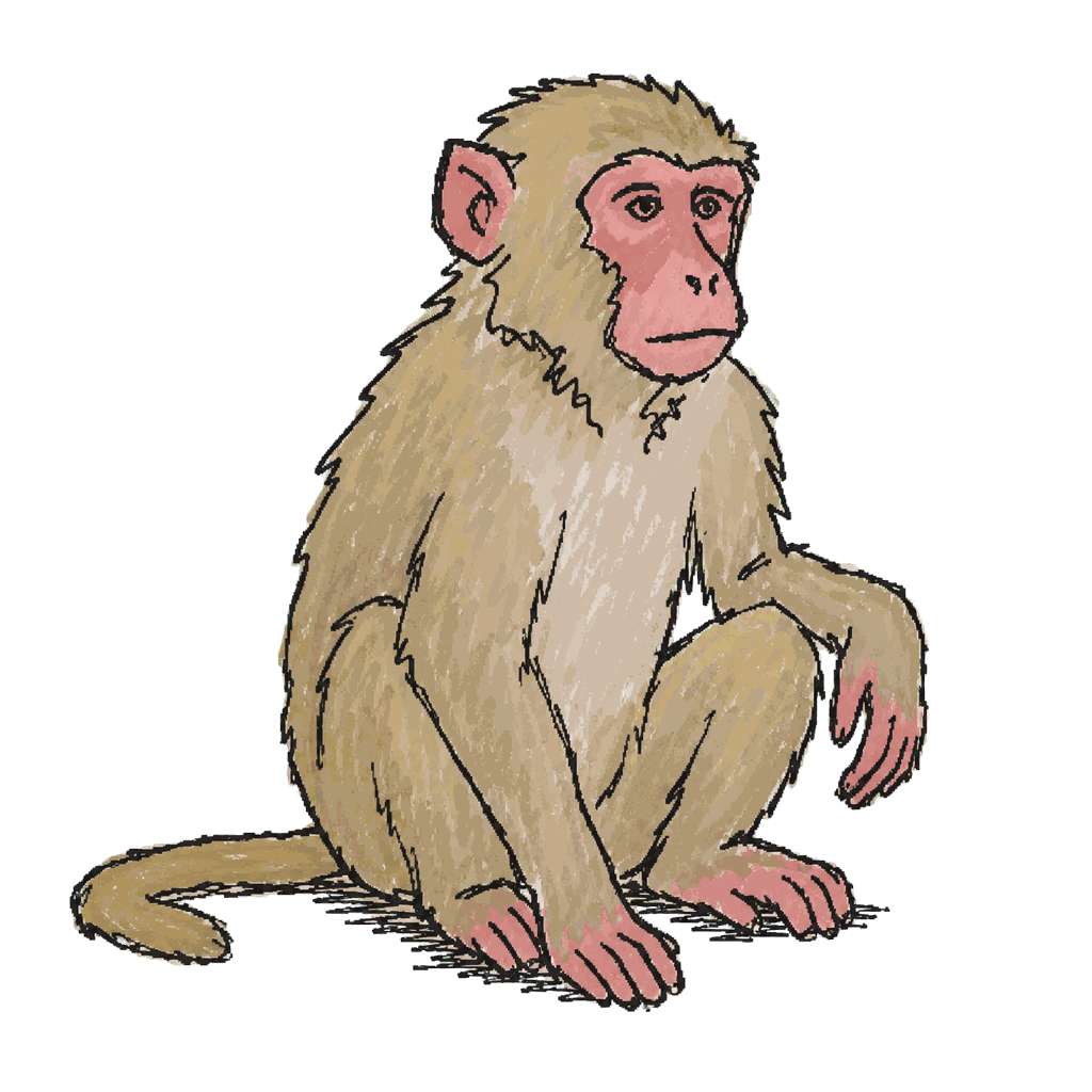 Archive illustration of Multik, Rhesus macaque.