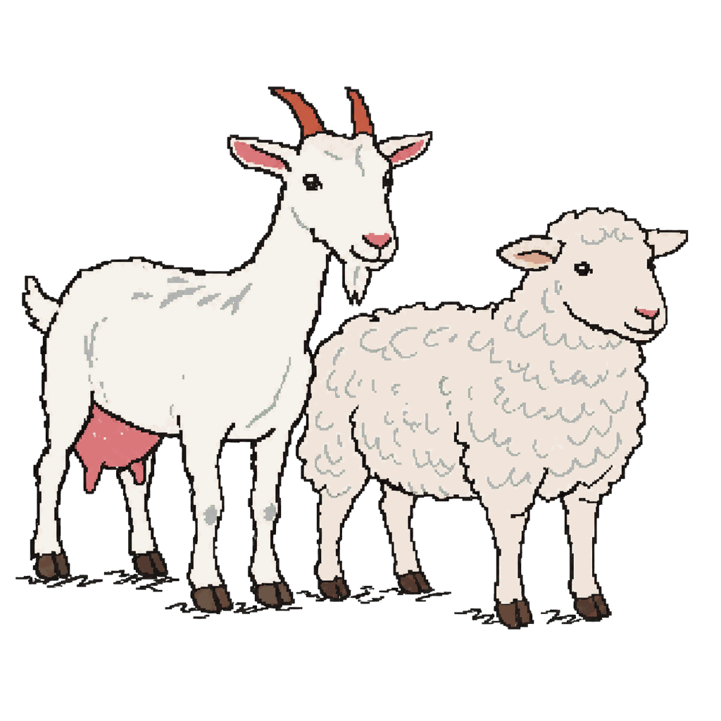 Archive illustration of Dutch Q-fever cull goats and sheep, Dairy goats and sheep.