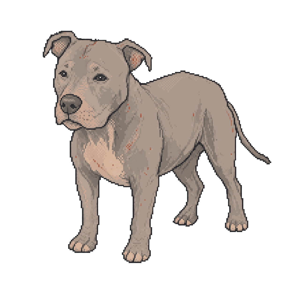 Archive illustration of Ollie, Pit bull-type dog.