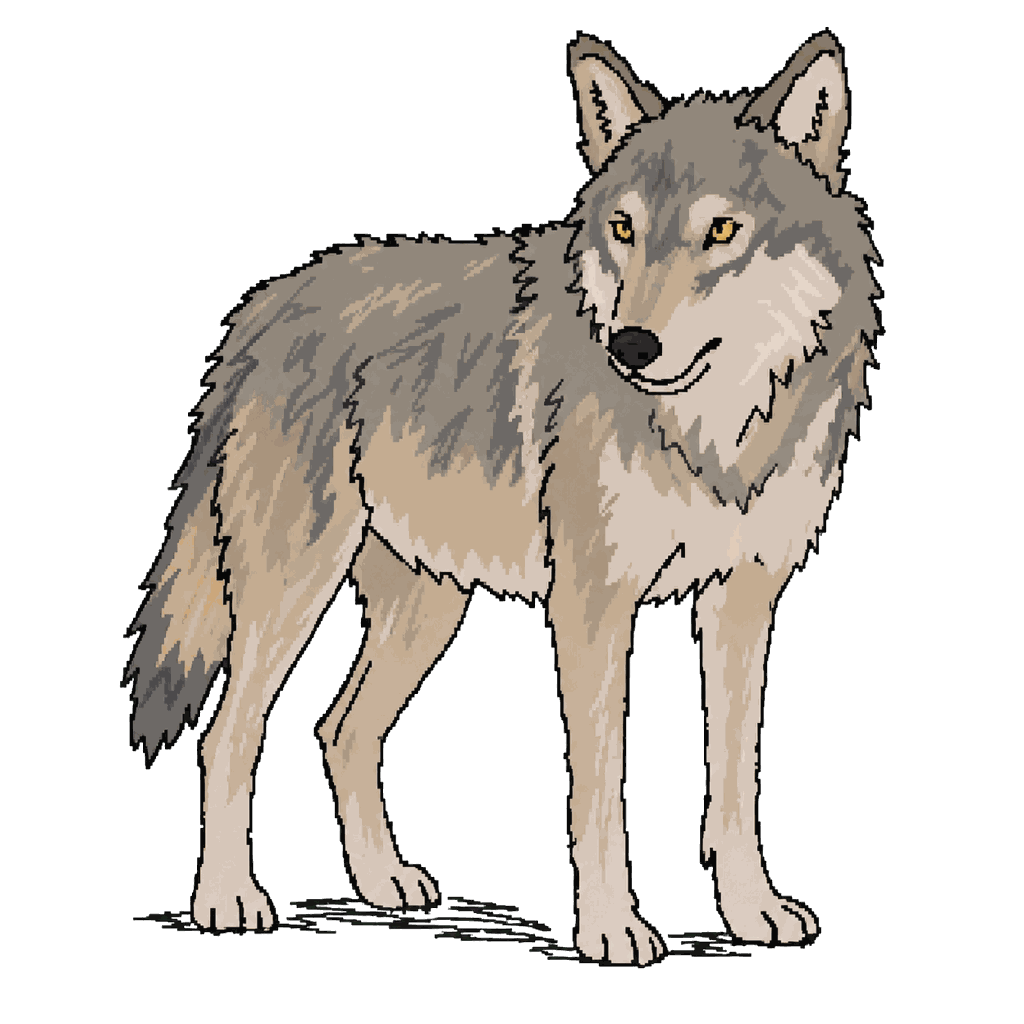 Archive illustration of OR-93, Gray wolf.