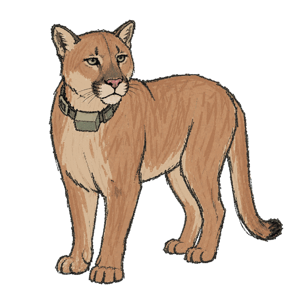 Archive portrait of P-22, Mountain lion.