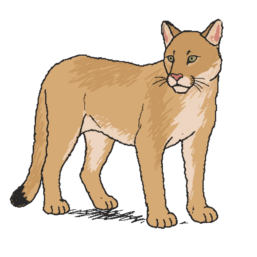 Archive illustration of P-56, Mountain lion.