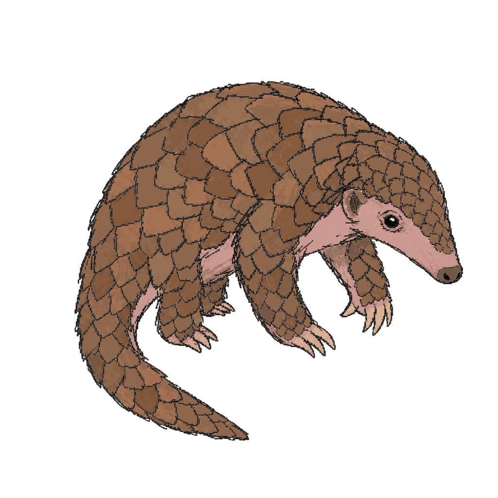 Archive portrait of Palawan pangolin, Palawan pangolin.