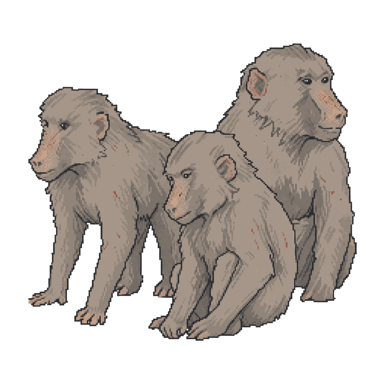 Archive illustration of University of Pennsylvania head-injury baboons, Baboons.