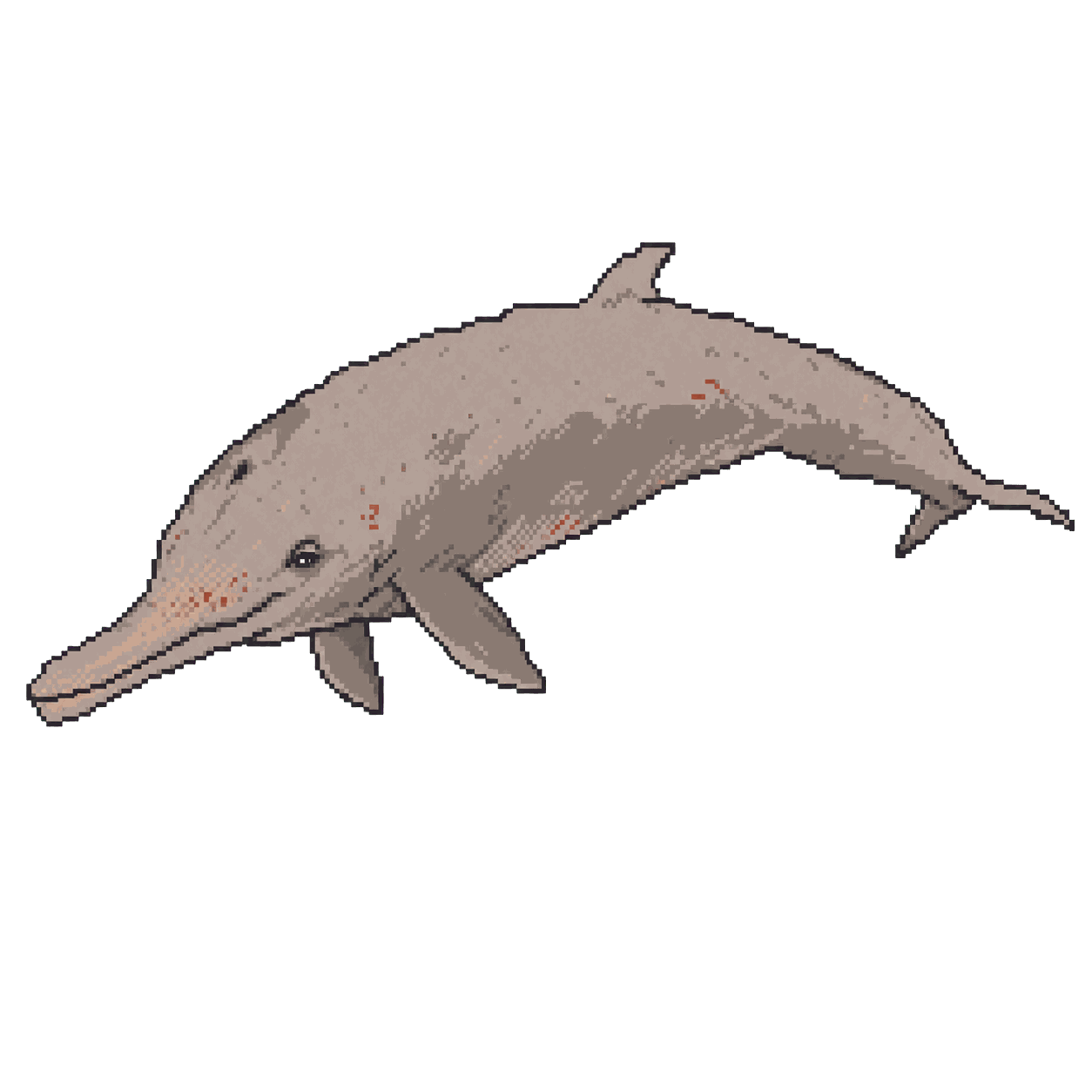 Archive illustration of The Mabini Cuvier's beaked whale, Cuvier's beaked whale.