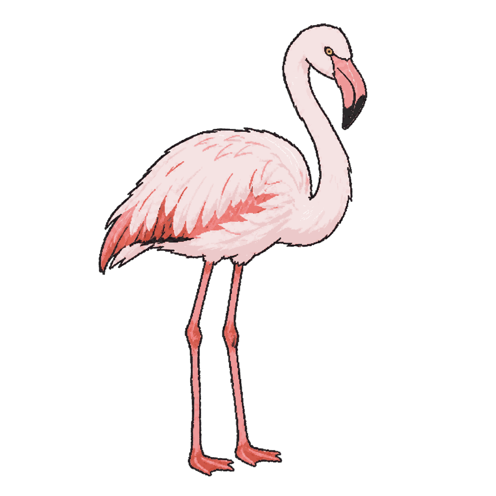 Archive portrait of Pinky, Chilean flamingo.