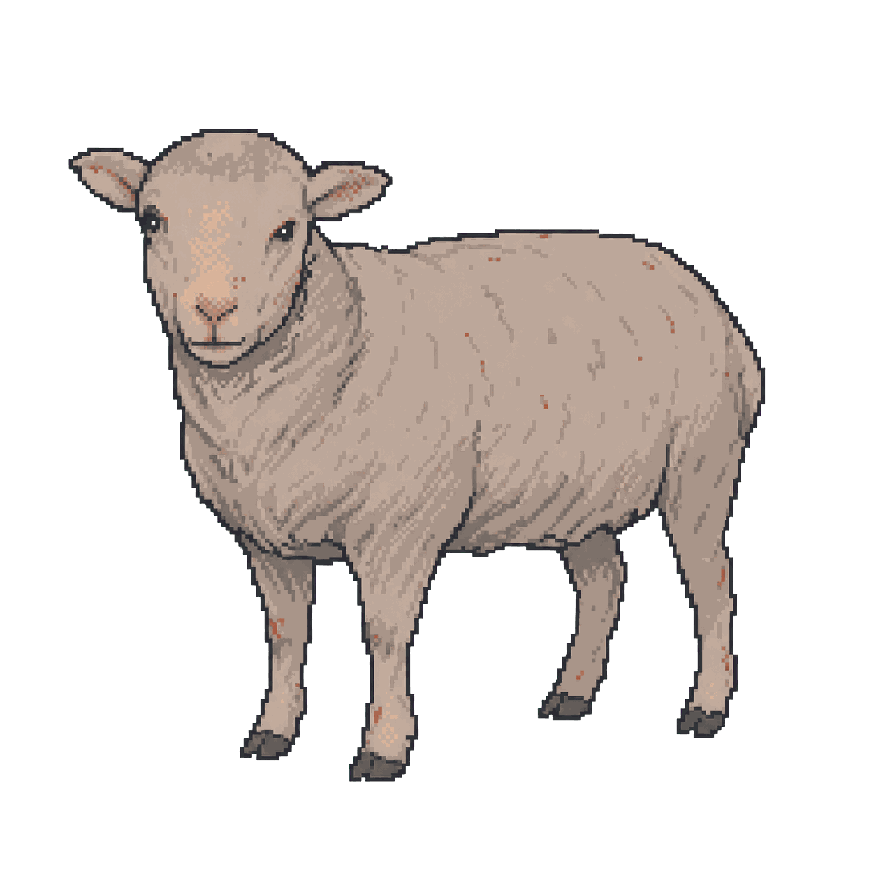 Archive illustration of Queen Hind sheep, Domestic sheep.