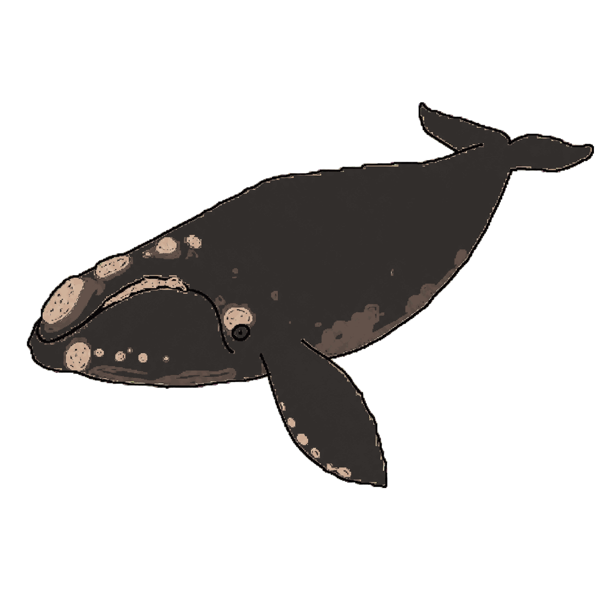 Archive portrait of North Atlantic right whale #5120, North Atlantic right whale.
