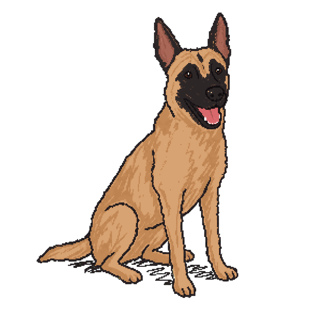 Archive illustration of Rivan, a fawn Belgian Malinois with a black muzzle and upright ears, seated frontally with the mouth slightly open.