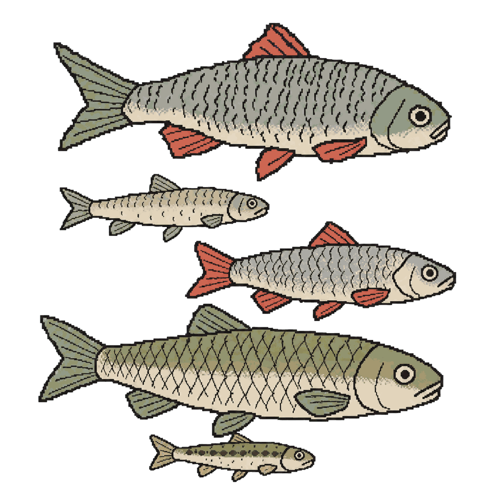 Archive illustration of River Wid fish, Roach, dace, chub, and other freshwater fish.