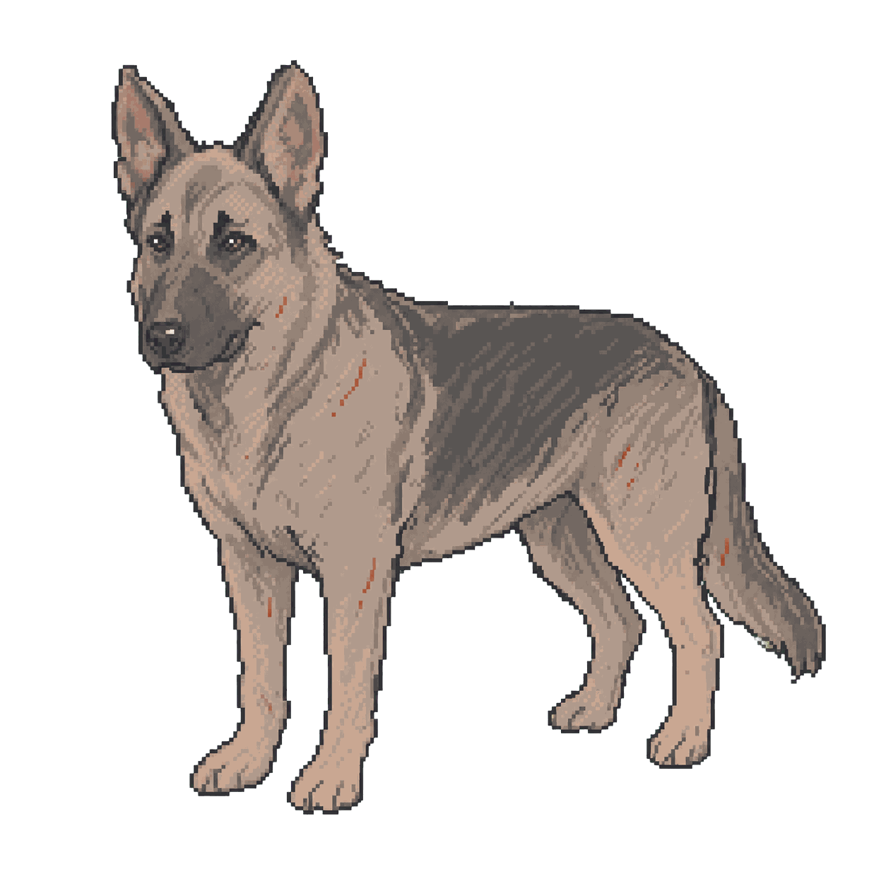 Archive illustration of Rocco, German shepherd.