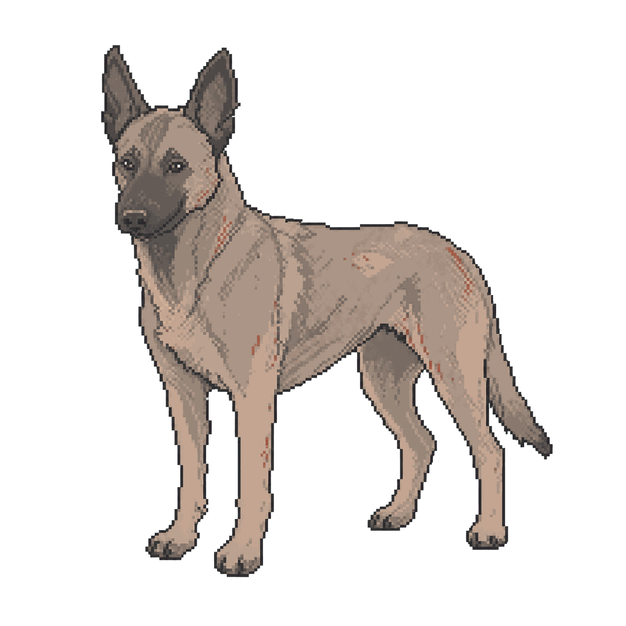 Archive illustration of Ronin, Belgian Malinois.