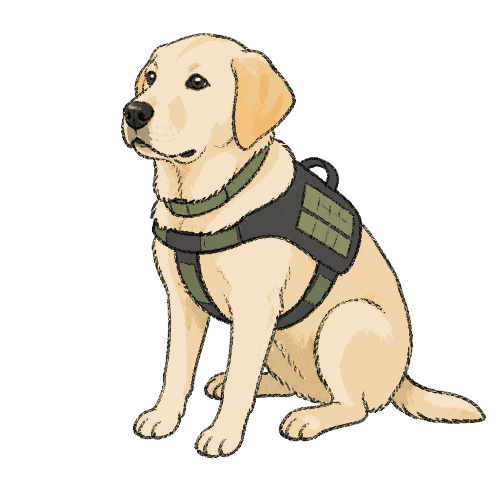 Archive portrait of Sasha, Labrador retriever.