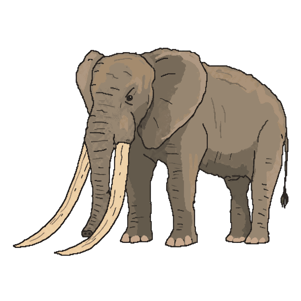 Archive portrait of Satao, African savanna elephant.