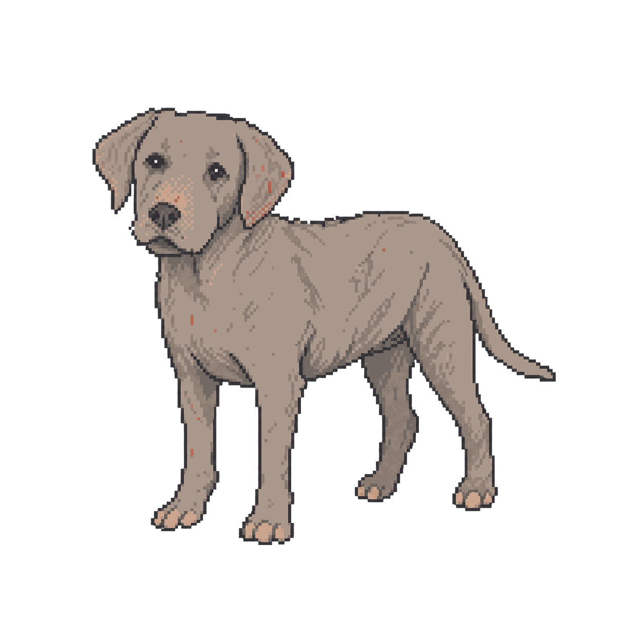 Archive illustration of Sirius, Labrador retriever.