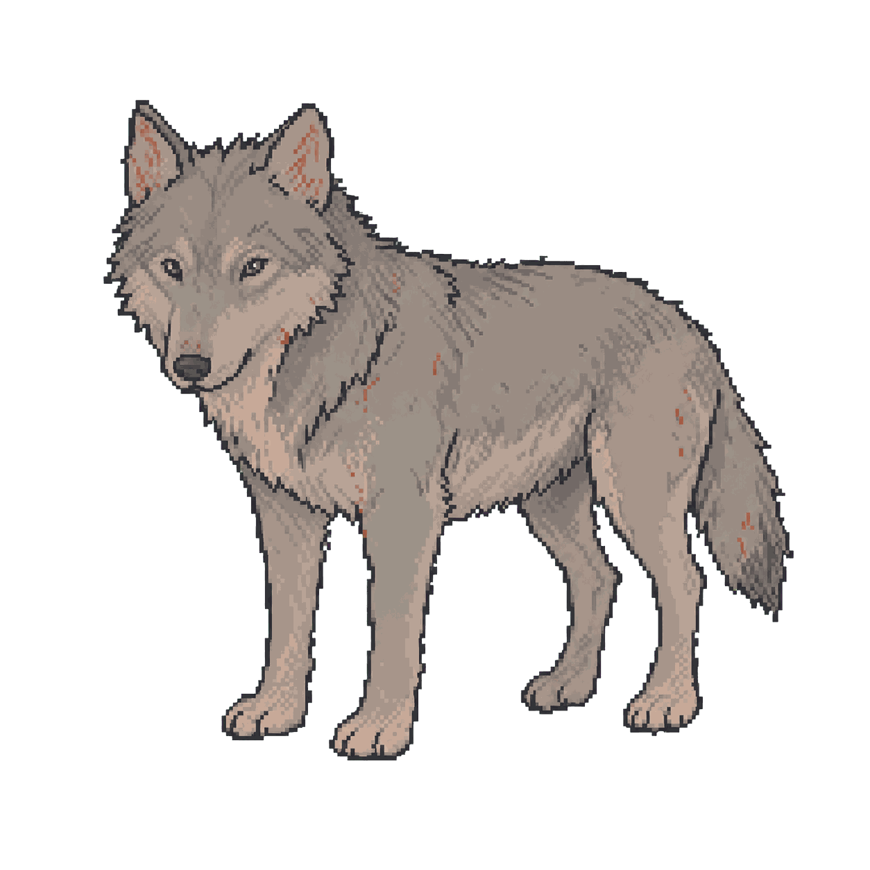 Archive illustration of Skye, Gray wolf.