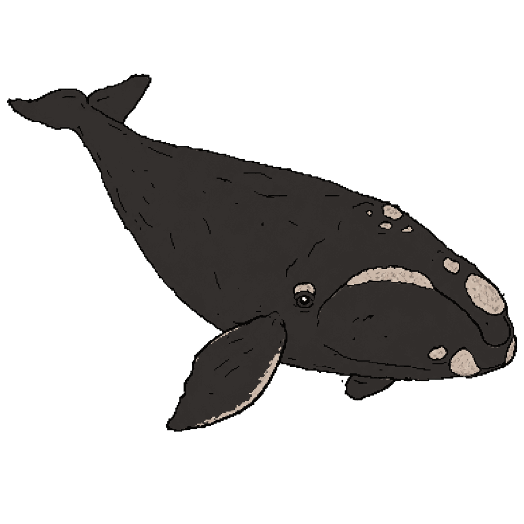 Archive illustration of Snake Eyes (#1226), North Atlantic right whale.