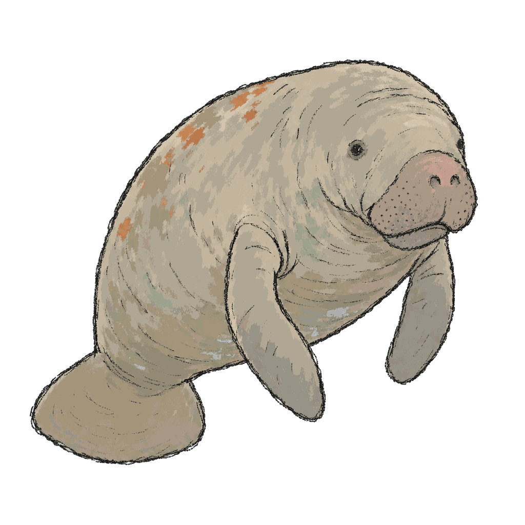 Archive portrait of Snooty, Florida manatee.