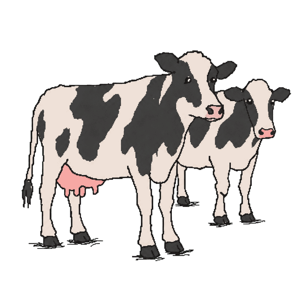 Archive illustration of South Fork Dairy cows, Dairy cattle.