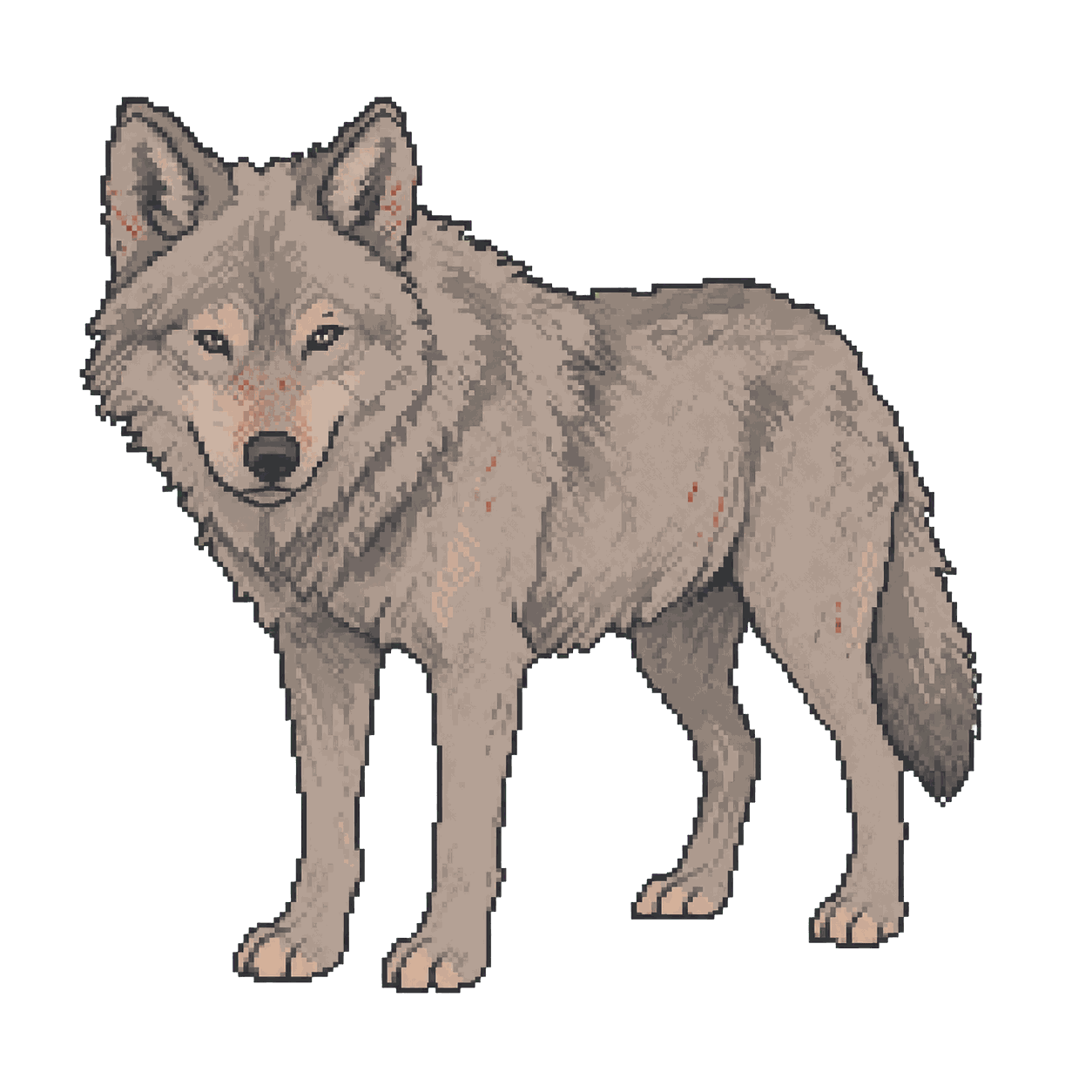 Archive illustration of Spitfire (926F), Gray wolf.