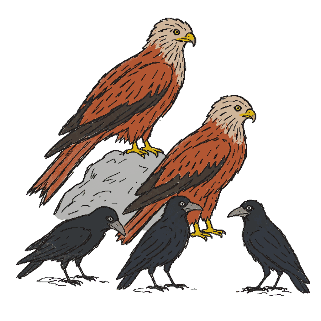 Archive illustration of Springholm red kites and rooks, Red kites and rooks.