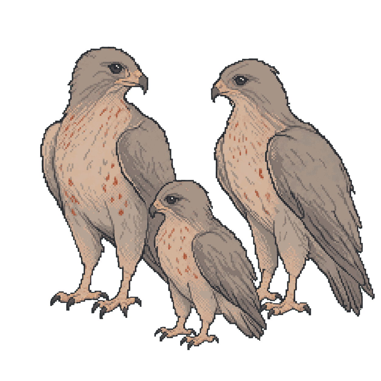 Archive illustration of Argentine Swainson's hawks, Swainson's hawk.