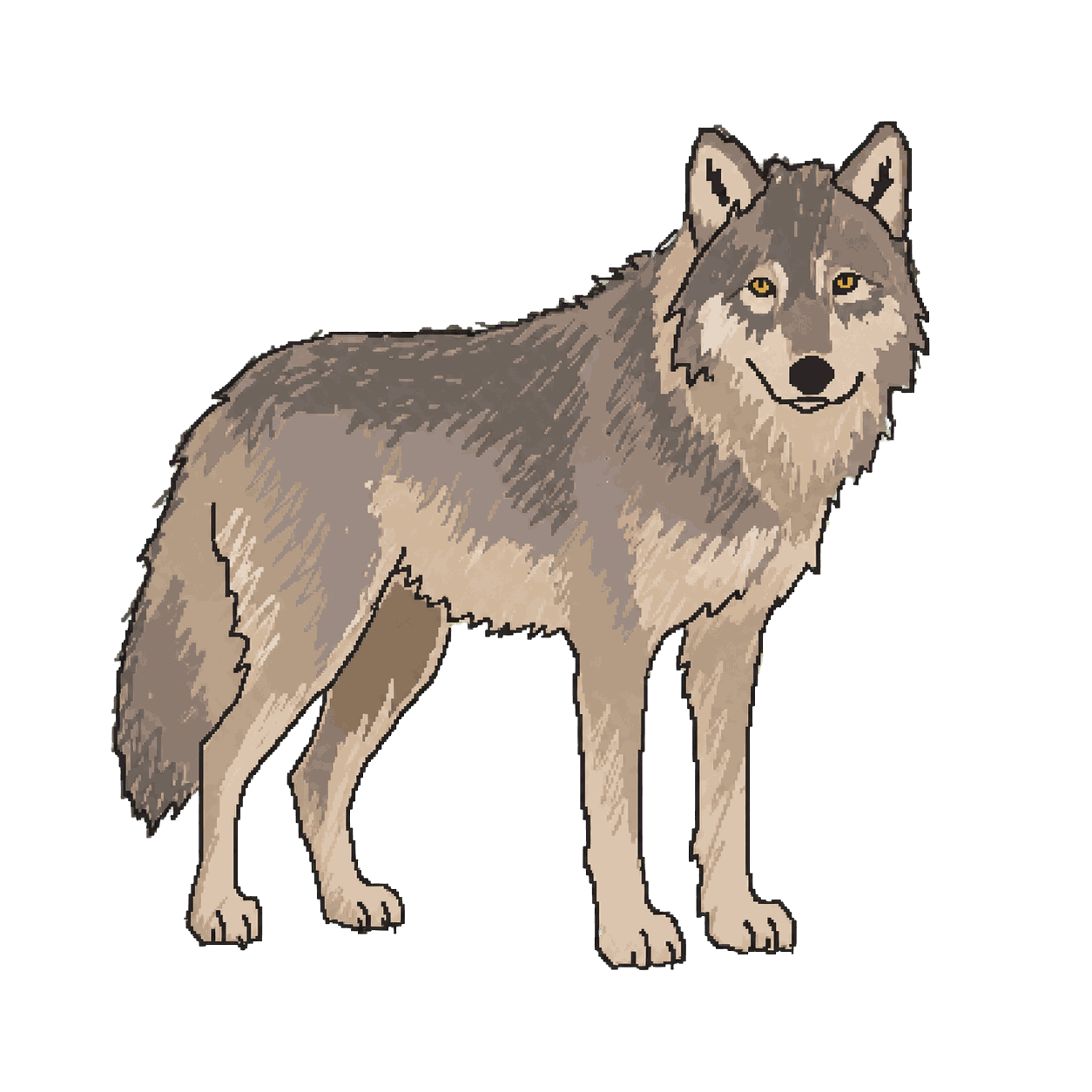 Archive portrait of Takaya, Coastal gray wolf.