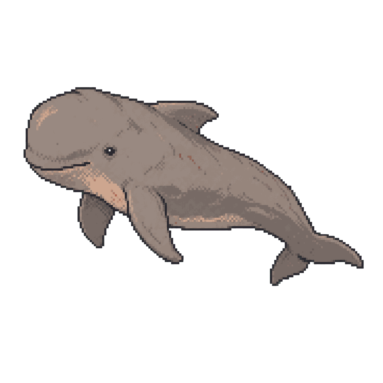 Archive illustration of The Songkhla pilot whale, Short-finned pilot whale.