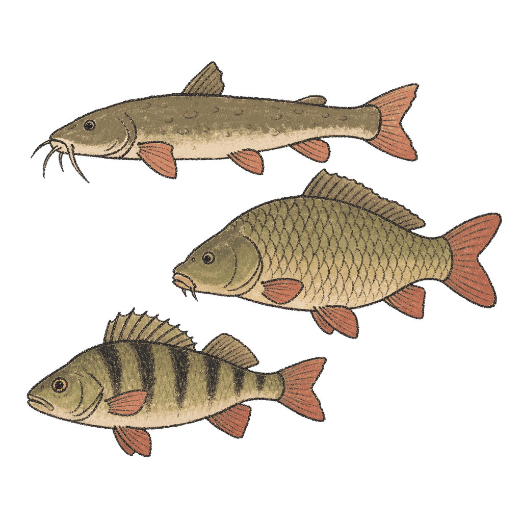 Archive portrait of Freshwater fish community, Freshwater fish community.