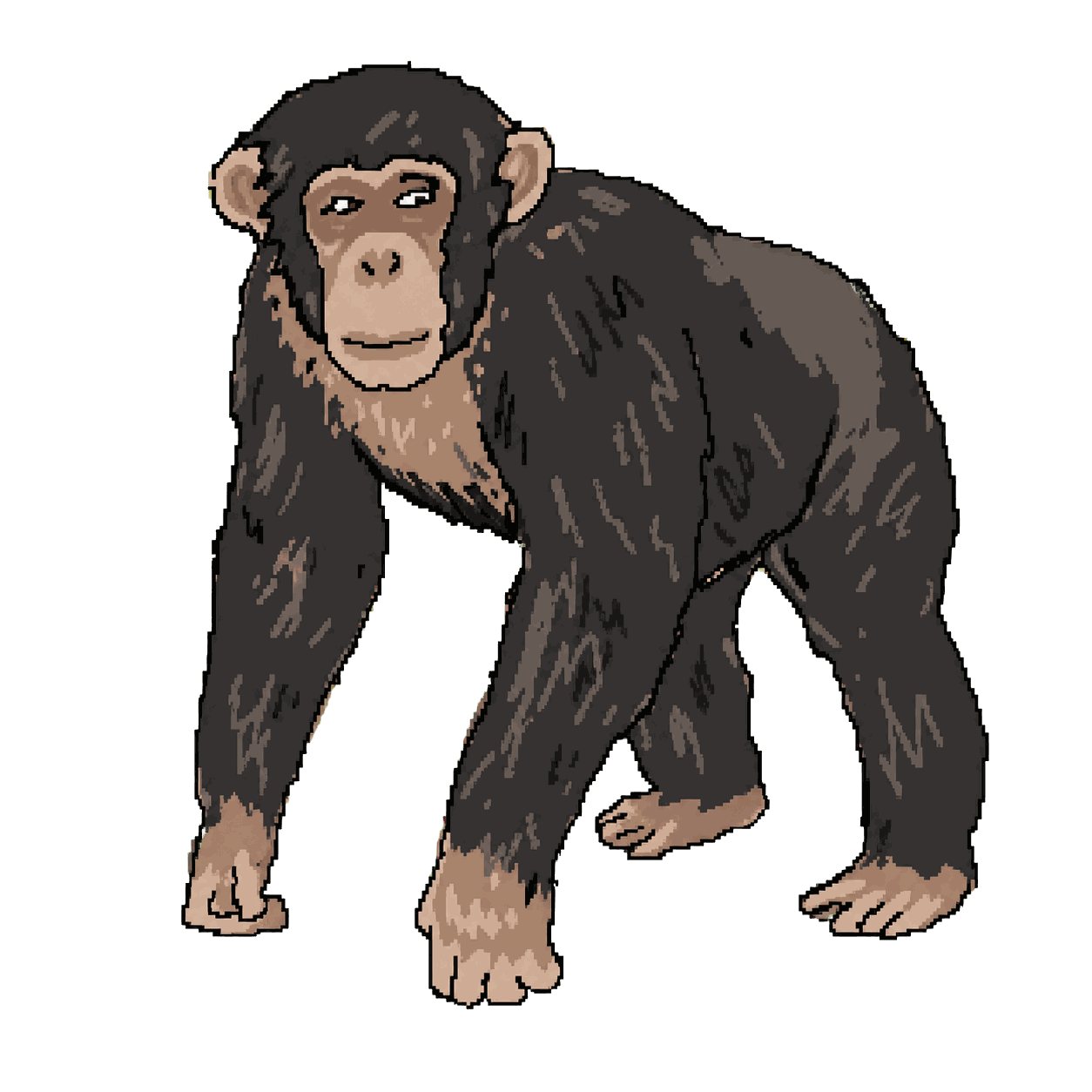 Archive portrait of Travis, Chimpanzee.