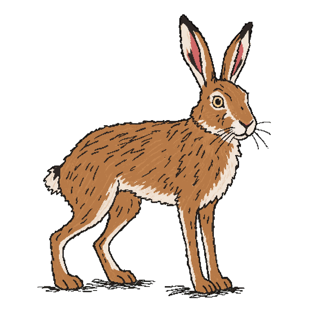 Archive illustration of The Udny brown hare, Brown hare.