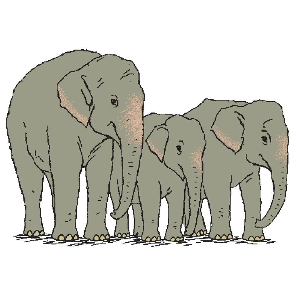 Archive illustration of John, Tonky, and Wanly, Asian elephants.