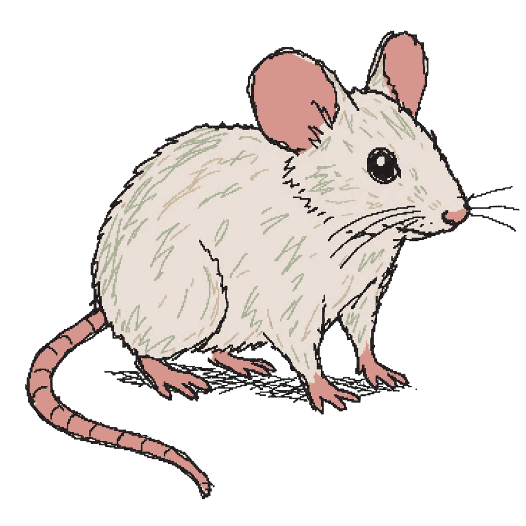 Archive illustration of The V-2 flight mouse, Laboratory mouse.