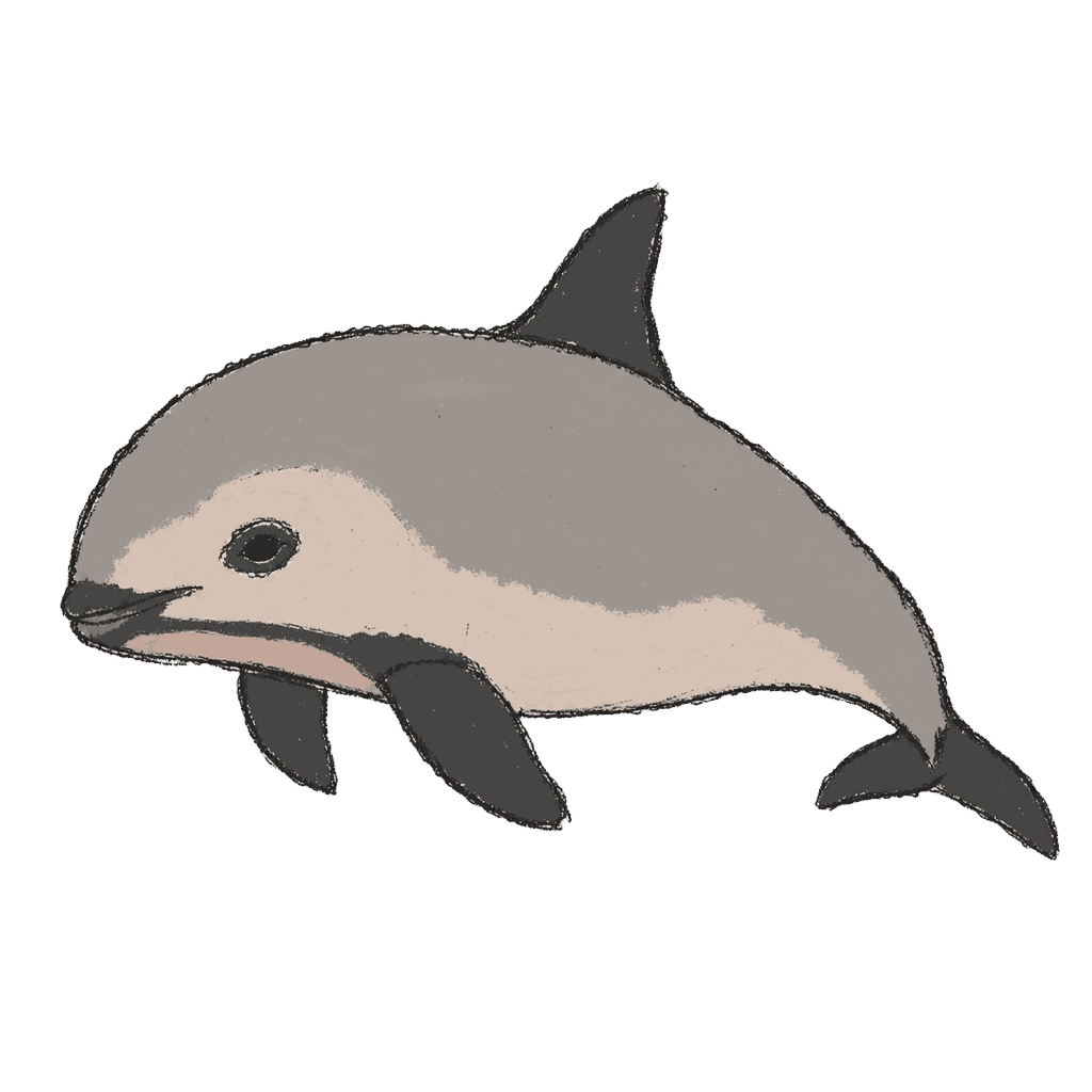 Archive portrait of Vaquita, Vaquita.
