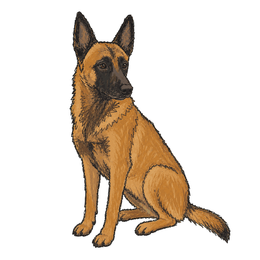 Archive portrait of Vethos, Belgian Malinois.