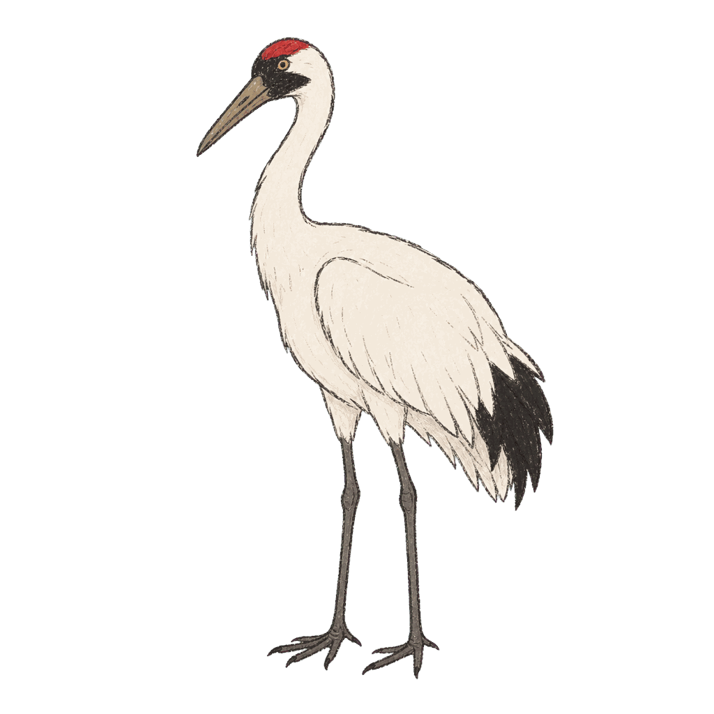 Archive portrait of Whooping crane, Whooping crane.