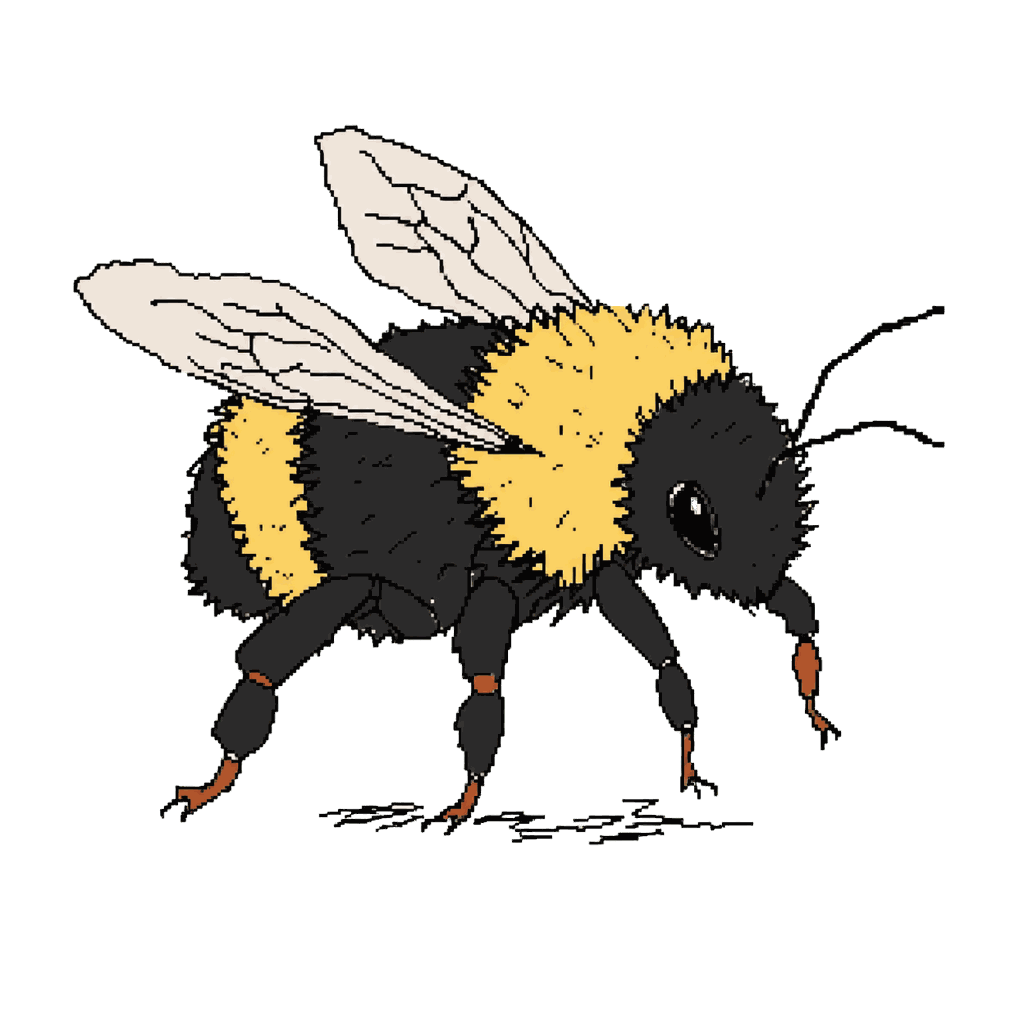 Archive illustration of The Wilsonville bumblebees, Native bumblebees.
