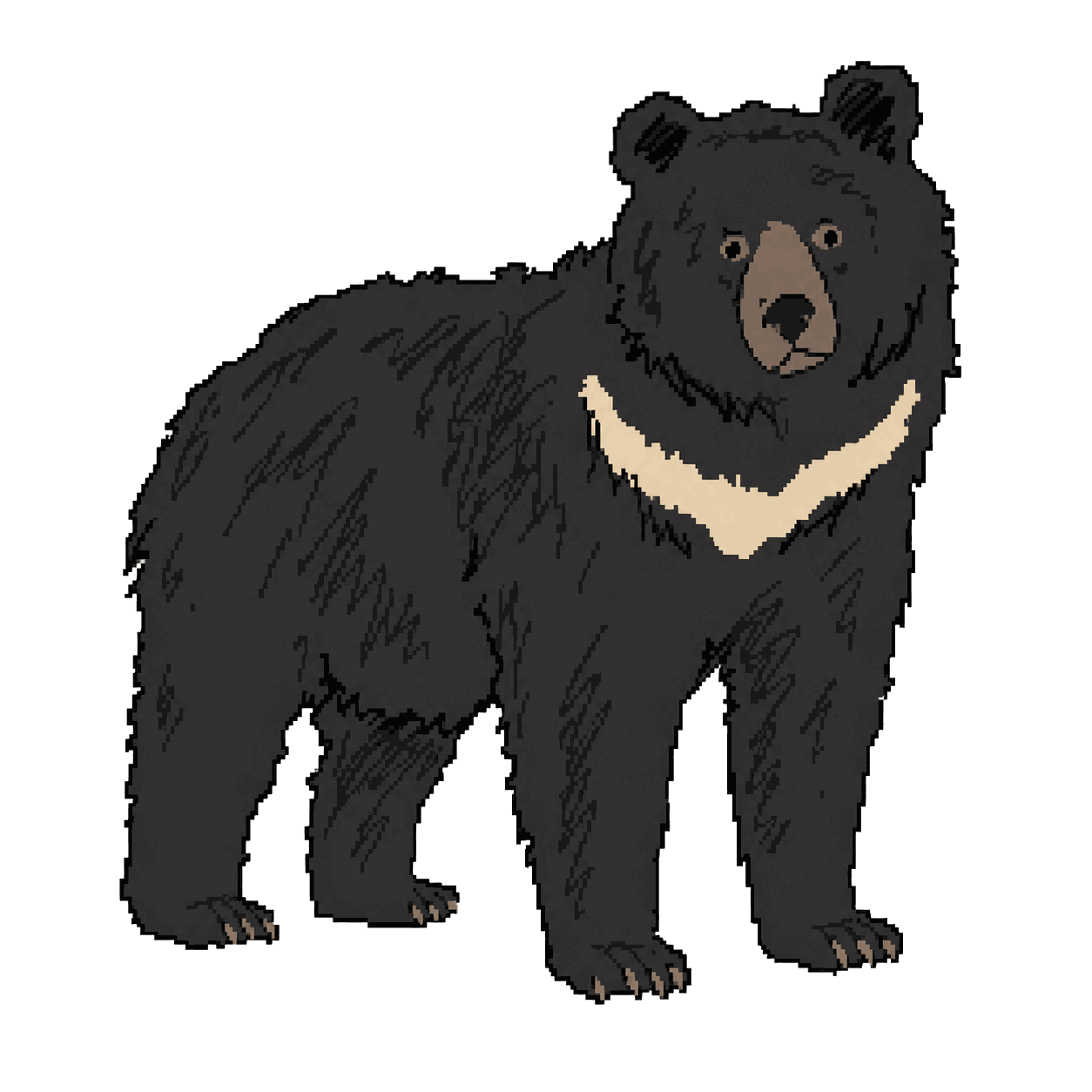 Archive portrait of Yampil / Borya, Asiatic black bear.