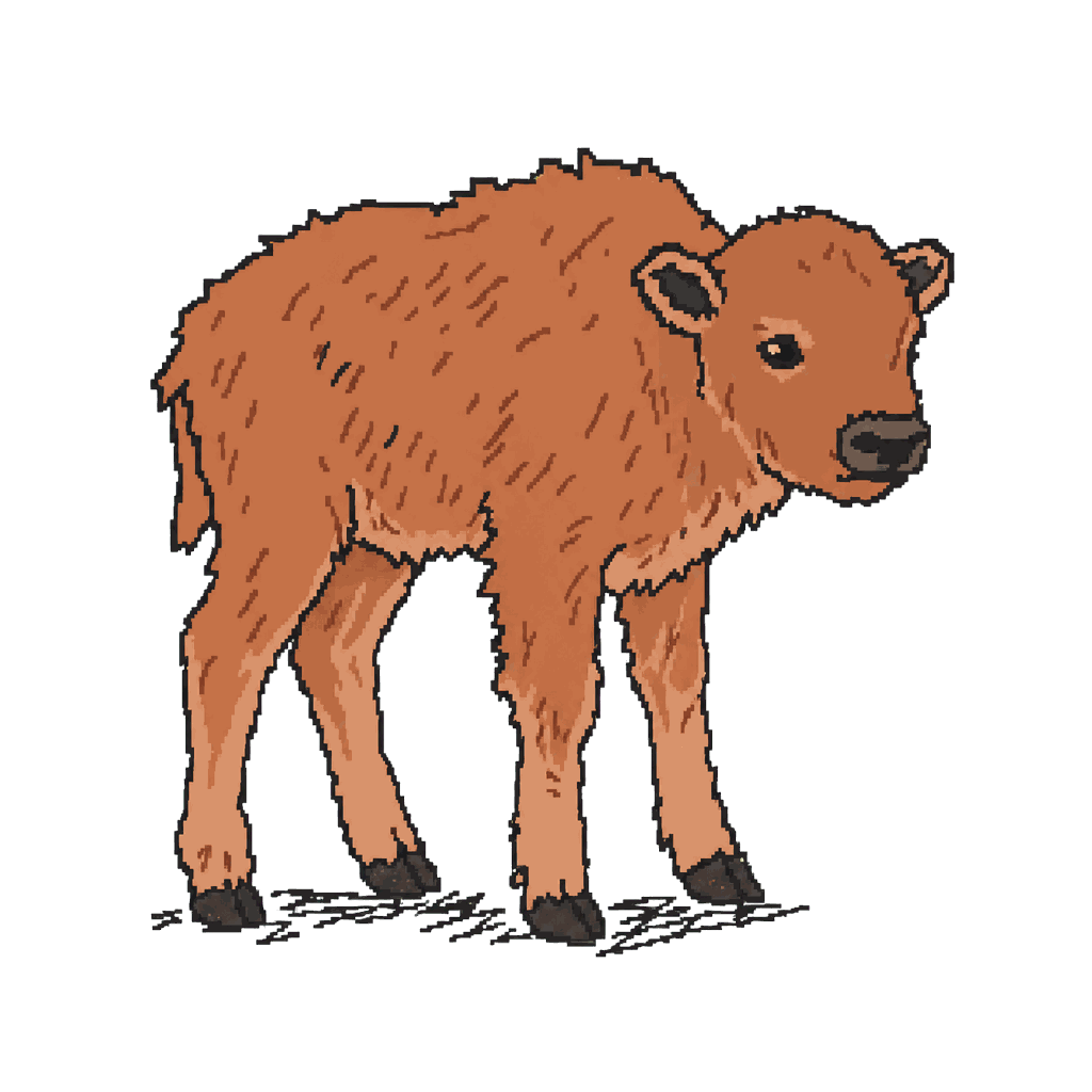 Archive illustration of The Yellowstone bison calf, American bison.