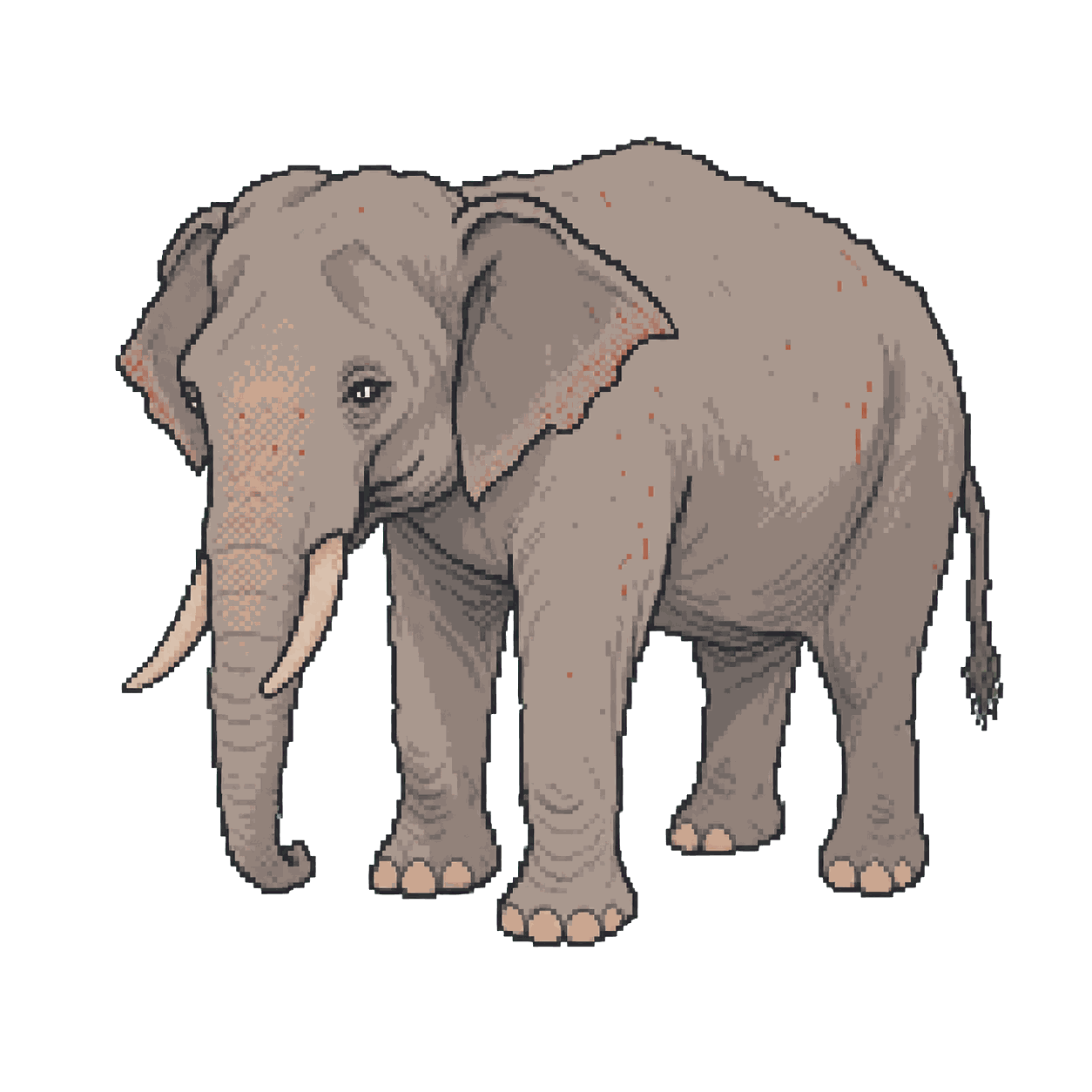 Archive illustration of Yongki, Sumatran elephant.