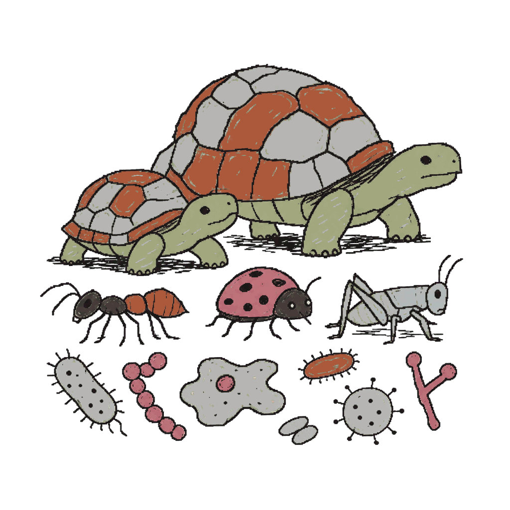 Archive illustration of The Zond 6 biological specimens, Tortoises, insects, and microorganisms.